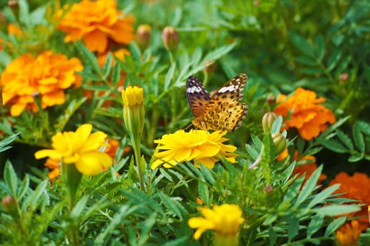 Marigold and butterflies. Shooting Location: Tokyo metropolitan area