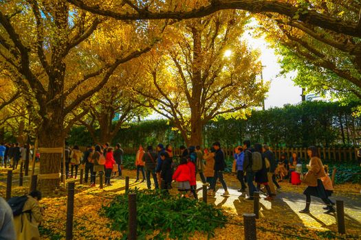 Ginkgo of Jingu Genguo Tori. Shooting Location: Tokyo metropolitan area