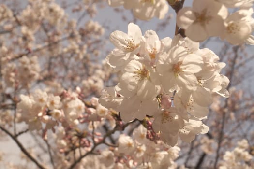 Cherry blossom image. Shooting Location: Tokyo metropolitan area