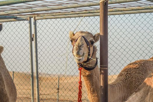 Arabian Desert Camel (United Arab Emirates). Shooting Location: Dubai