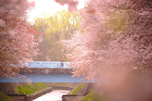 Sakura snowstorm and male. Shooting Location: Tokyo metropolitan area