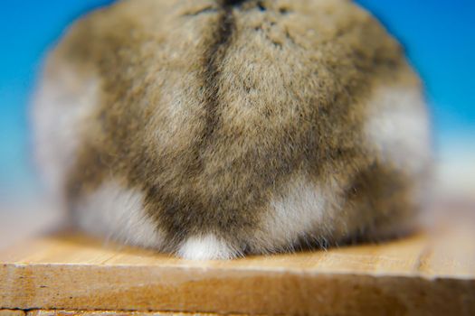 Cute jungarian hamster. Shooting Location: Yokohama-city kanagawa prefecture