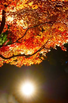 Autumn leaves image of the Japanese garden. Shooting Location: Tokyo metropolitan area
