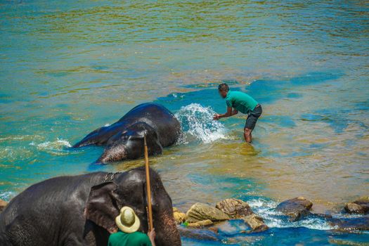 Elephant Orphanage (Sri Lanka Pinna Wara). Shooting Location: Sri Lanka