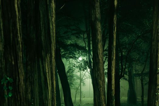 Inokashiro Park, which was wrapped in the fog. Shooting Location: Tokyo metropolitan area