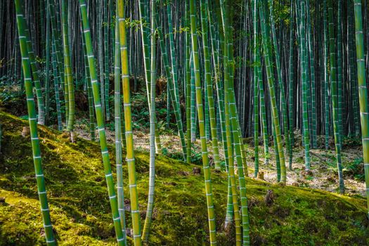 Bamboo forest of Kyoto and Arashiyama. Shooting Location: Kyoto