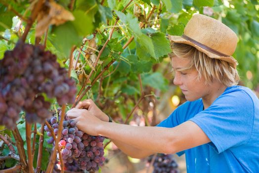 Blond teenager in straw hat picking ripe grapes in vineyard at sunny day. Boy harvesting red grapes from grapevine. Harvest time in winery industry. Young caucasian farmer at work outdoor.