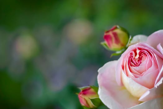 Pink rose with buds on a background of green leaves, Soft focus, copy space, close-up