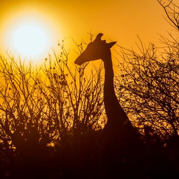 Giraffe in Kruger National park, South Africa ; Specie Giraffa camelopardalis family of Giraffidae