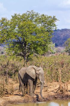 African bush elephant in Kruger National park, South Africa ; Specie Loxodonta africana family of Elephantidae