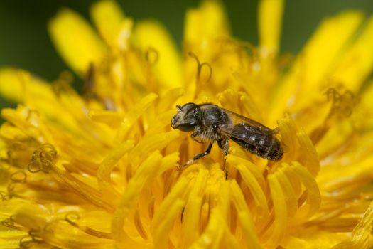 A small solitary bee (family Apidae, genus Lasioglossum) in a dandelion flower