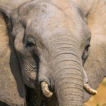 African bush elephant in Kruger National park, South Africa ; Specie Loxodonta africana family of Elephantidae