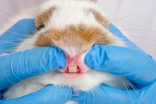 Blue glove hands help for analysis the teeth and gum of white with brown nose and eyes bunny rabbit.