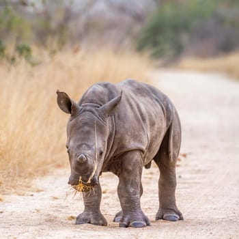 Specie Ceratotherium simum simum family of Rhinocerotidae