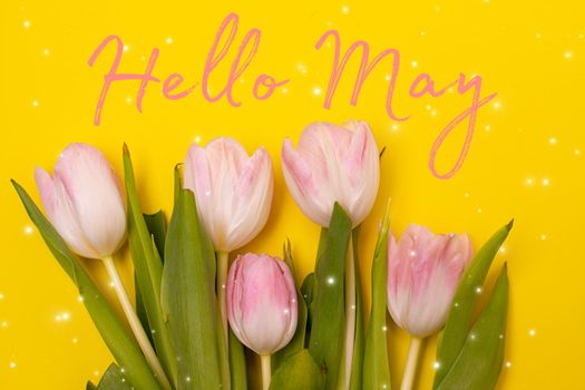 Banner hello May . Tulips on a yellow background. An article about the new month. An article about spring. Photos of flowers with text. Greeting card