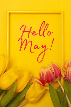 Banner hello May . Tulips on a yellow background. An article about the new month. An article about spring. Photos of flowers with text. Greeting card