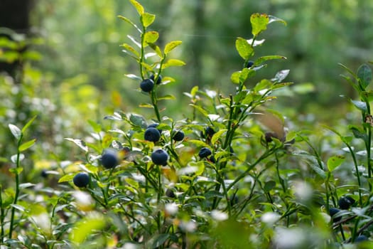 Blueberries. green Blueberry with ripe large juicy berries.