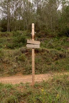 Wooden post with signposts in the forest. Empty space, pine trees, sky stones