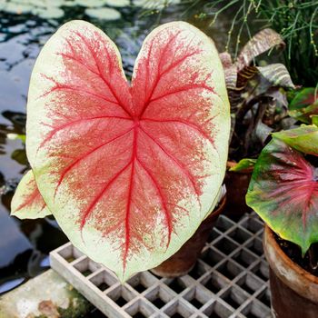 Caladium is a genus of flowering plants in the family Araceae. They are often known by the common name elephant ear, heart of Jesus, and angel wings.