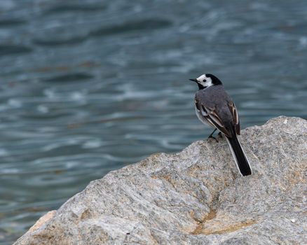 White wagtail, motacilla alba, standing on a rock next to the lake by day, Geneva,Switzerland