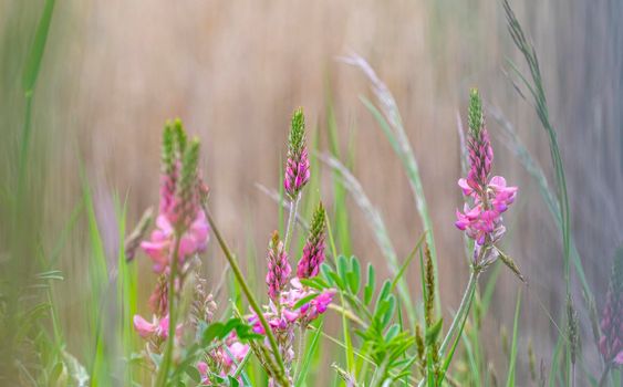 Common sainfoin or onobrychis viciifolia or sativa or esparcette flowers by springtime