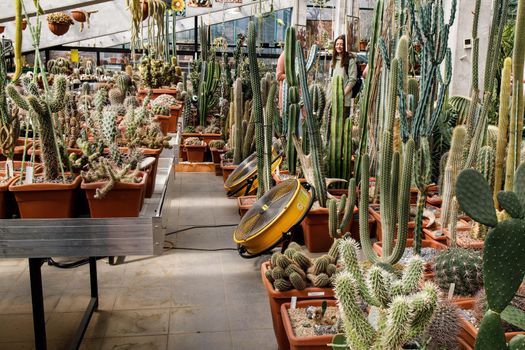 Succulents and various types of cacti in the greenhouse in the Apothecary Garden