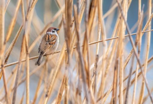 Small male sparrow standing on a branch among the yellow reeds