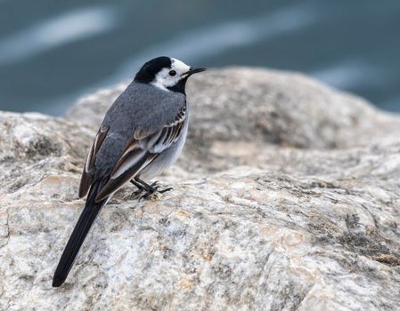 White wagtail, motacilla alba, standing on a rock next to the lake by day, Geneva,Switzerland
