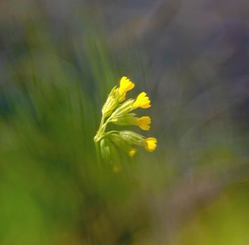 Close upon primula vulgaris, the common primrose, in green bokeh background