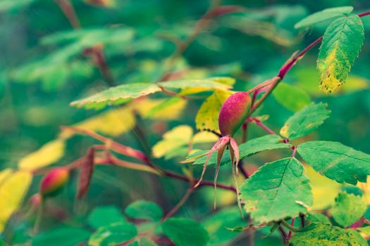 rosehip fruits or rosehip cinnamon Latin: Rosa majalis.