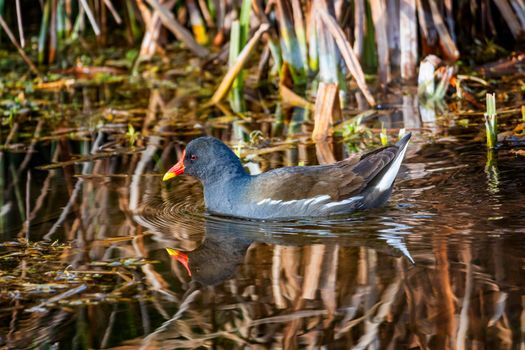 Common moorhen or swamp chicken, gallinula chloropus, floating on the water in front of tall green grass