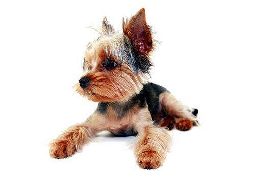 Alone funny puppy yorkshire terrier on white background