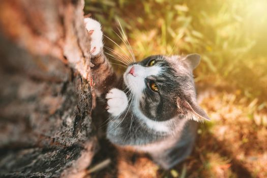 Cat scratching tree outdoors. Cat sharpens its claws on a tree trunk in nature. High quality photo