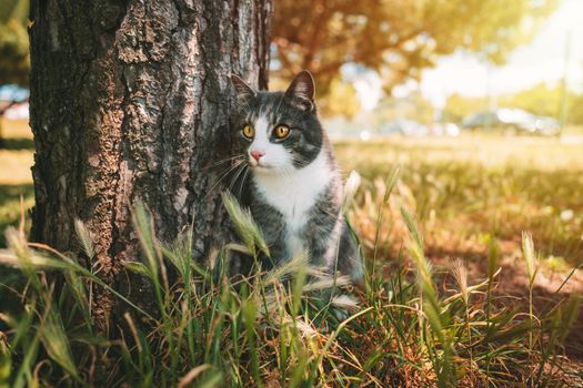 Beautiful domestic cat sitting outdoors near the tree in nature on a sunny day. High quality photo