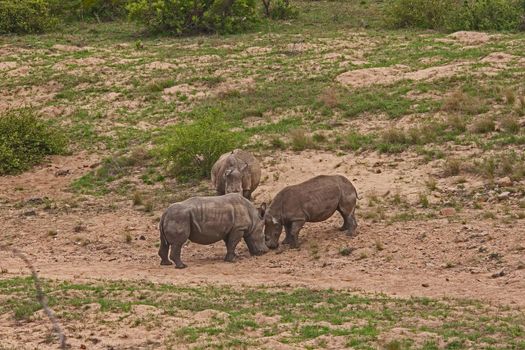 Two dehorned White Rhino (Ceratotherium simum) squaring up to fight in Kruger National Park. South African National Parks dehorn rhinos in an attempt curb poaching.