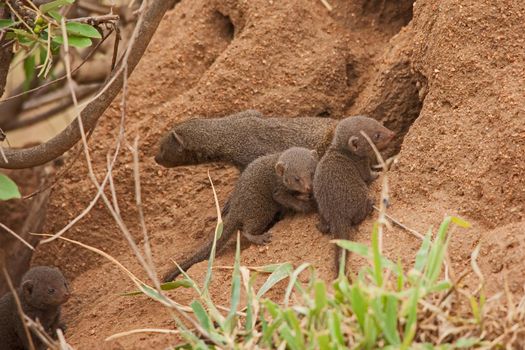 A Dwarf Mongoose Helogale parvula mother and her cubs