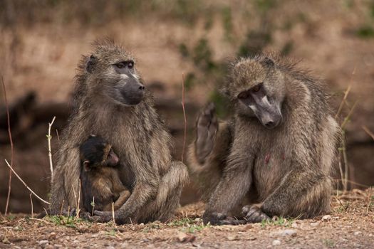 Two female Chacma Baboon (Papio ursinus), one with her baby, enjoying the late afternoon sunlight.