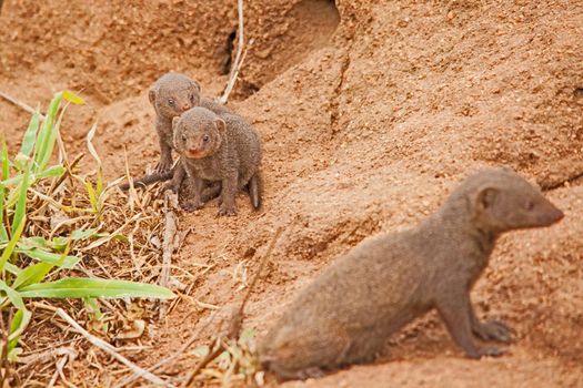 Dwarf Mongoose (Helogale parvula) babies being guarded by a baby minder
