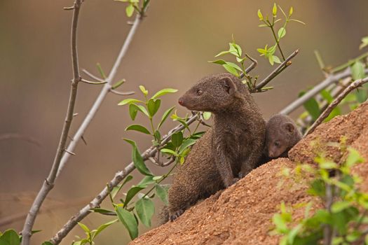 Dwarf Mongoose (Helogale parvula) mother and pup