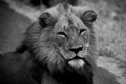 Monochrome image of a dominant male Lion (Panthera leo) on a rainy morning in Kruger National Park. South Africa