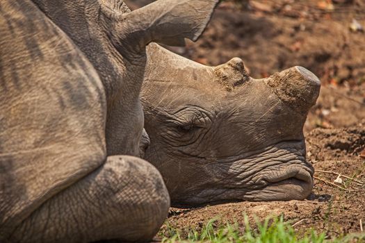 Two dehorned White Rhino (Ceratotherium simum) sleeping in Kruger National Park. South African National Parks dehorn rhinos in an attempt curb poaching.