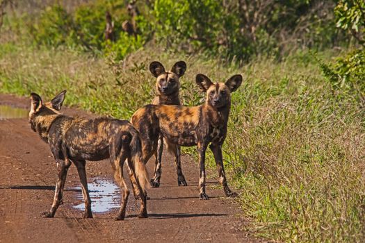 The African Wid Dog, also known as the Painted Dog or Painted Wolf, is one of the world's most endangered mamals