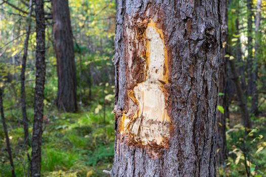 Damaged pine trunk. Pine with damaged bark and protruding resin.