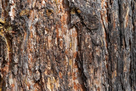 The texture of old pine bark. Rough pine bark close-up.