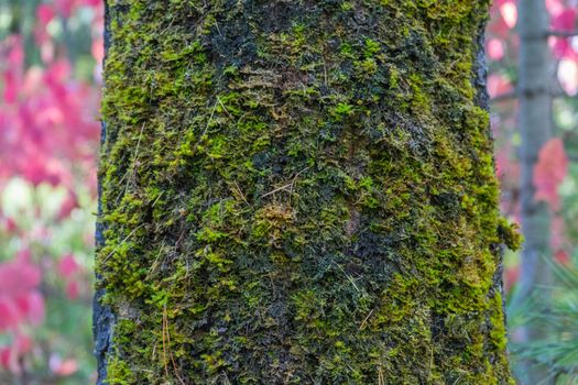 The trunk of the tree is covered with green moss.