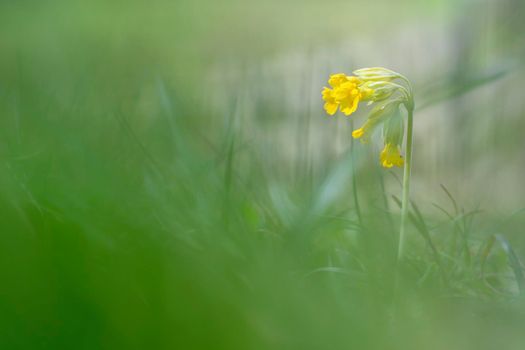 Narcissus, daffodil or jonquil spring flowers with nice bokeh in a garden