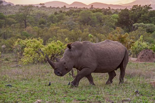 A large White Rhino bull (Ceratotherium simum) in Kruger National Park. South Africa