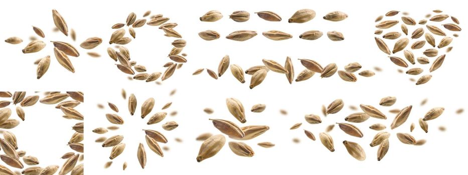 A set of photos. Barley malt grains levitate on a white background.