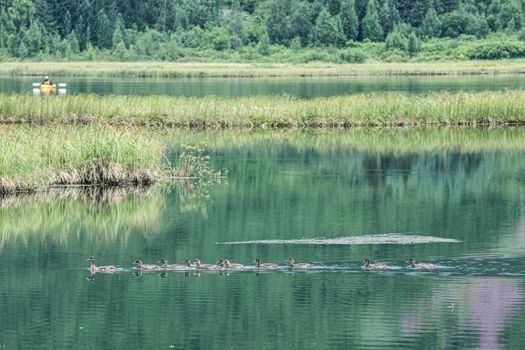 Ducks paddling the Alaskan Wilderness