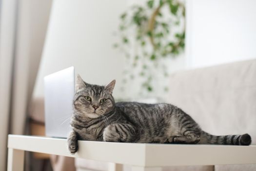 Adorable silver tabby shorthair cat lying, relaxing and sleeping in living room at home.
